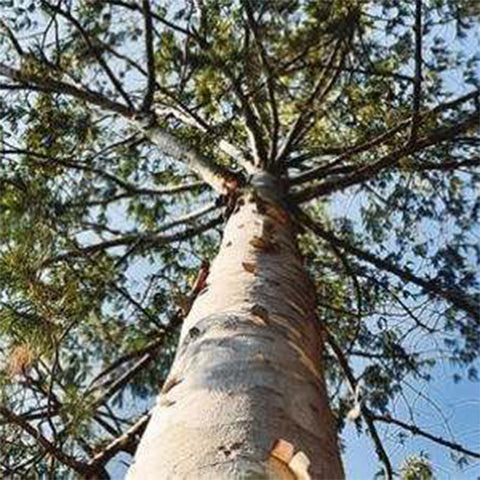 Pinus bungeana & Bunge's pine Seeds