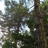Pinus caribaea & Caribbean pine Seeds