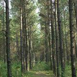 Pinus elliottii & Slash pine Seeds