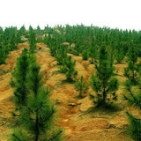 Pinus elliottii & Slash pine Seeds