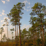 Pinus elliottii & Slash pine Seeds