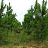 Pinus elliottii & Slash pine Seeds