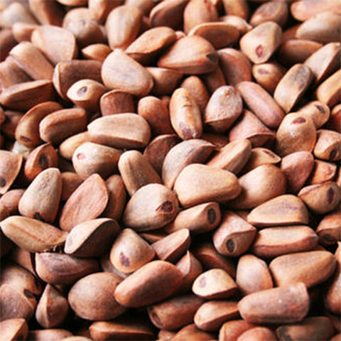 Pinus koraiensis & Korean pine Seeds