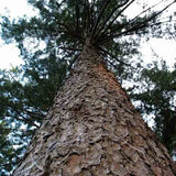 Pinus koraiensis & Korean pine Seeds