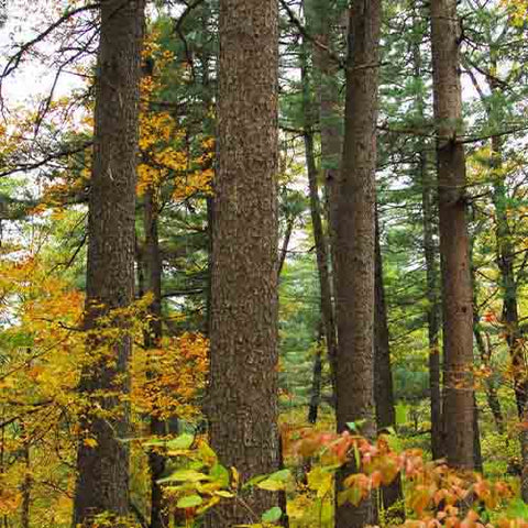 Pinus koraiensis & Korean pine Seeds