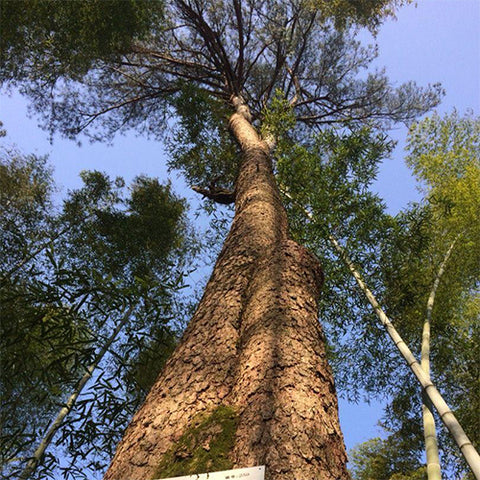 Pinus-massoniana-Masson_s-pine-seeds