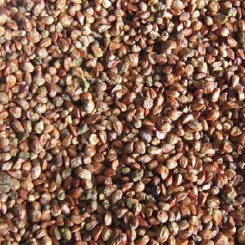 Pinus-massoniana-Masson_s-pine-seeds