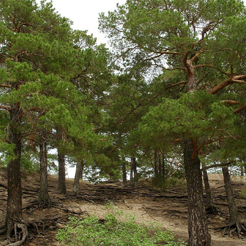 Pinus sylvestris & Scotch pine Seeds