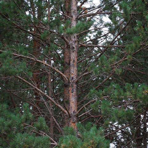 Pinus sylvestris & Scotch pine Seeds