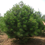 Pinus tabuliformis & Manchurian red pine seeds