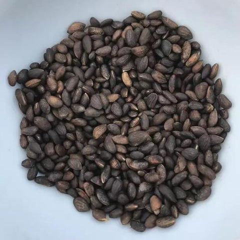 Pinus tabuliformis & Manchurian red pine seeds