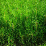 Pinus tabuliformis & Manchurian red pine seeds