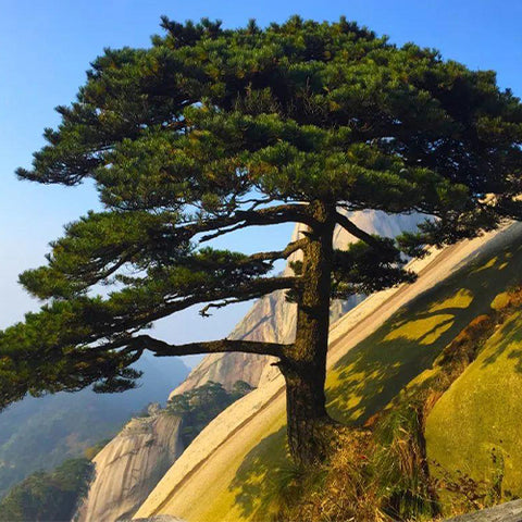 Pinus taiwanensis & Taiwan red pine seeds