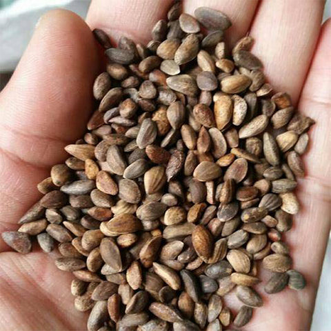 Pinus taiwanensis & Taiwan red pine seeds