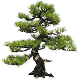 Pinus thunbergii & Black pine Seeds