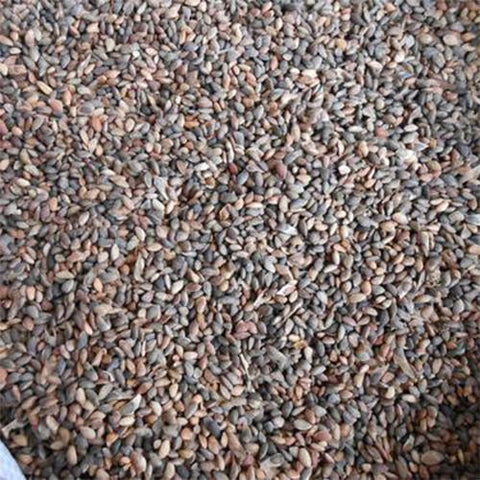 Pinus thunbergii & Black pine Seeds