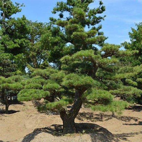 Pinus thunbergii & Black pine Seeds