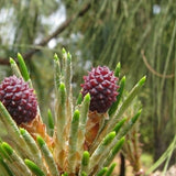 Pinus-yunnanensis-Yunnan-pine-Seeds