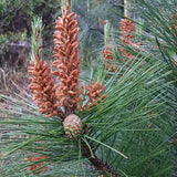 Pinus-yunnanensis-Yunnan-pine-Seeds