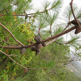 Pinus-yunnanensis-Yunnan-pine-Seeds