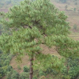 Pinus-yunnanensis-Yunnan-pine-Seeds