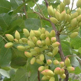 Pistacia chinensis & Chinese pistache Seeds