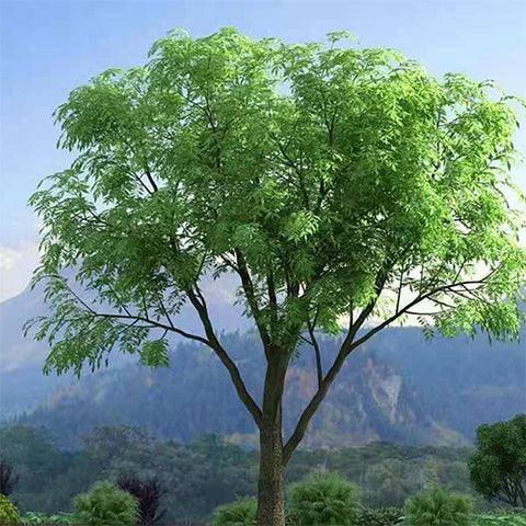 Pistacia chinensis & Chinese pistache Seeds