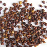 Pistacia chinensis & Chinese pistache Seeds