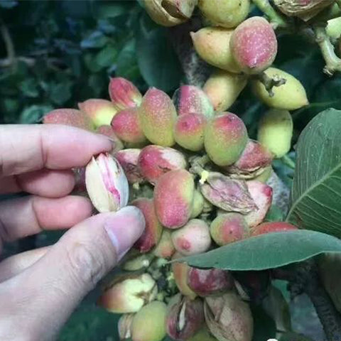 Pistacia-vera-Pistachio-Seeds