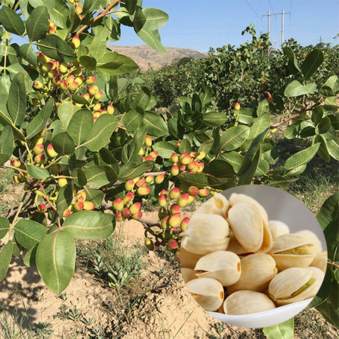 Pistacia-vera-Pistachio-Seeds