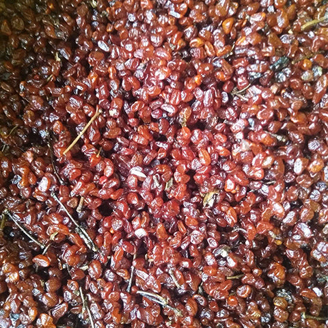 Pittosporum-tobira-Australian-laurel-Seeds