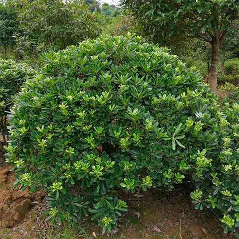 Pittosporum-tobira-Australian-laurel-Seeds