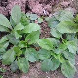 Plantago asiatica & Plantaginis Seeds