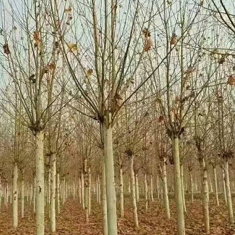 Platanus orientalis & Platanus Seeds