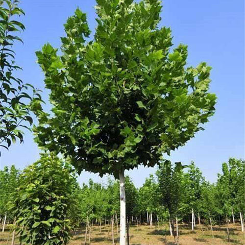 Platanus orientalis & Platanus Seeds