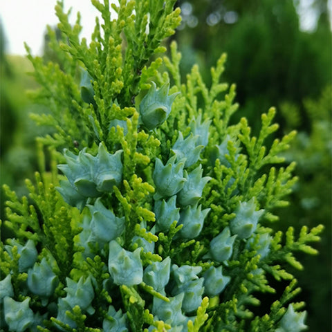 Platycladus orientalis & Chinese thuja Seeds