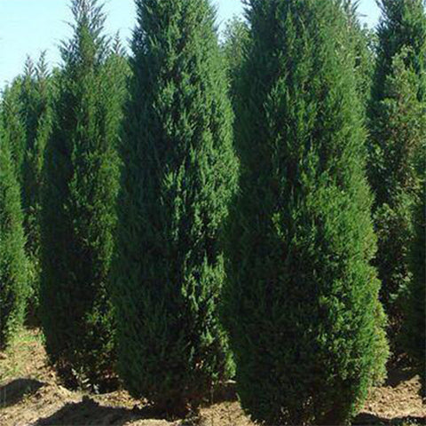 Platycladus orientalis & Chinese thuja Seeds