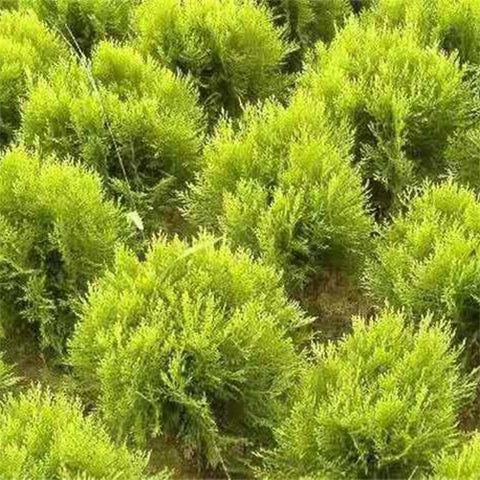 Platycladus orientalis & Sprinkle kimber Seeds