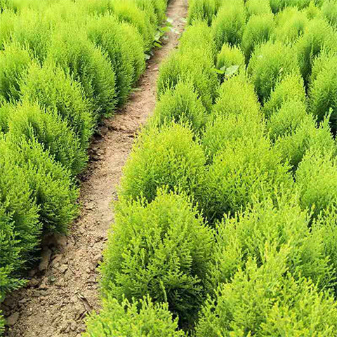 Platycladus orientalis & Sprinkle kimber Seeds