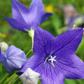 Platycodon Grandiflorus & Balloon Flower Seeds