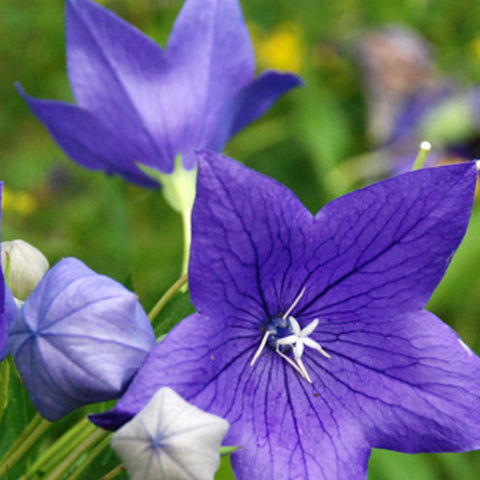 Platycodon Grandiflorus & Balloon Flower Seeds