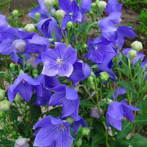 Platycodon grandiflorus Seeds