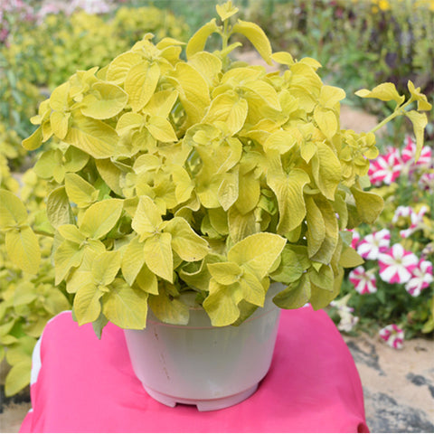 Plectranthus-Scutellarioides-Coleus-Seeds