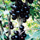 Plinia cauliflora & Jaboticaba Seeds