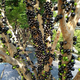 Plinia cauliflora & Jaboticaba Seeds