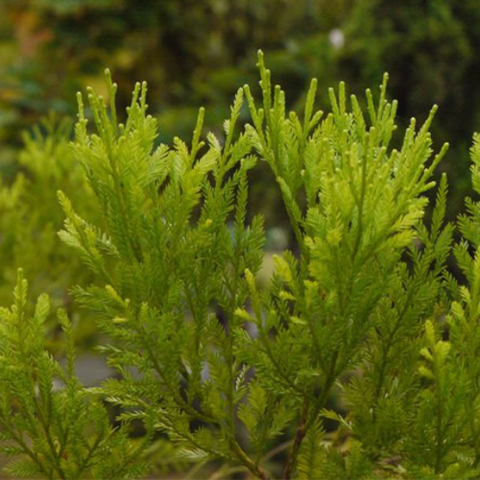 Podocarpus imbricatus & Pineapple Seeds