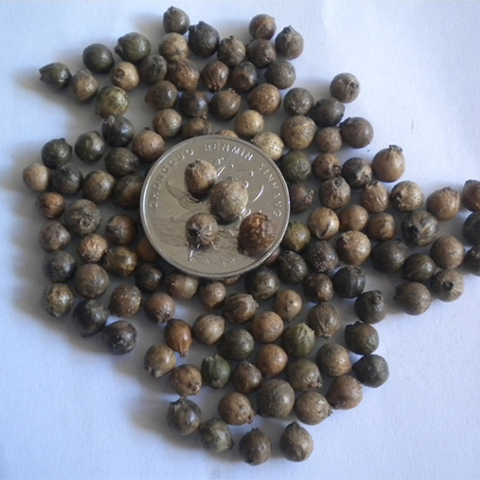 Podocarpus imbricatus & Pineapple Seeds
