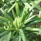 Podocarpus-macrophyllus-Podocarpus-Seeds