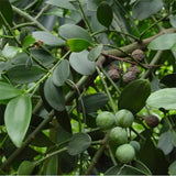 Podocarpus nagi & Asian bayberry Seeds