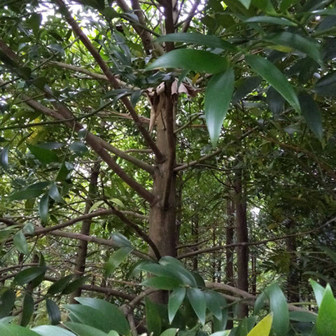 Podocarpus nagi & Asian bayberry Seeds